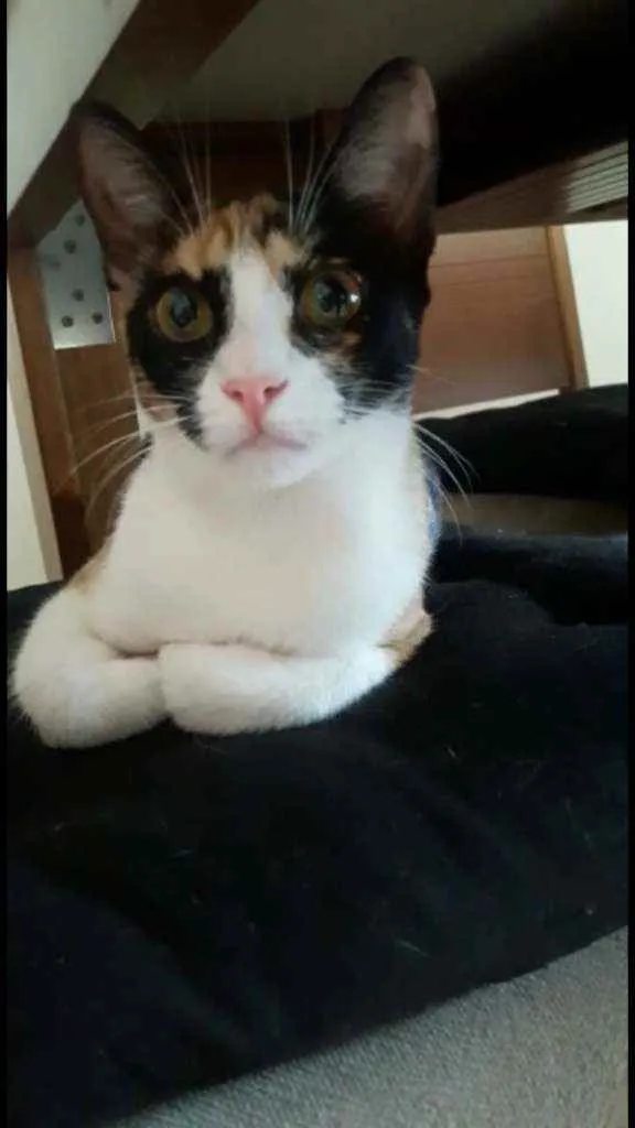 Gato ra a Srd idade 2 a 6 meses nome Isis