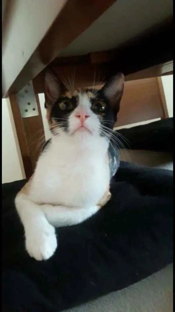 Gato ra a Srd idade 2 a 6 meses nome Isis