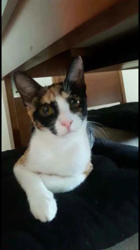 Gato ra a Srd idade 2 a 6 meses nome Isis