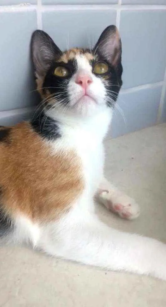 Gato ra a Srd idade 2 a 6 meses nome Isis