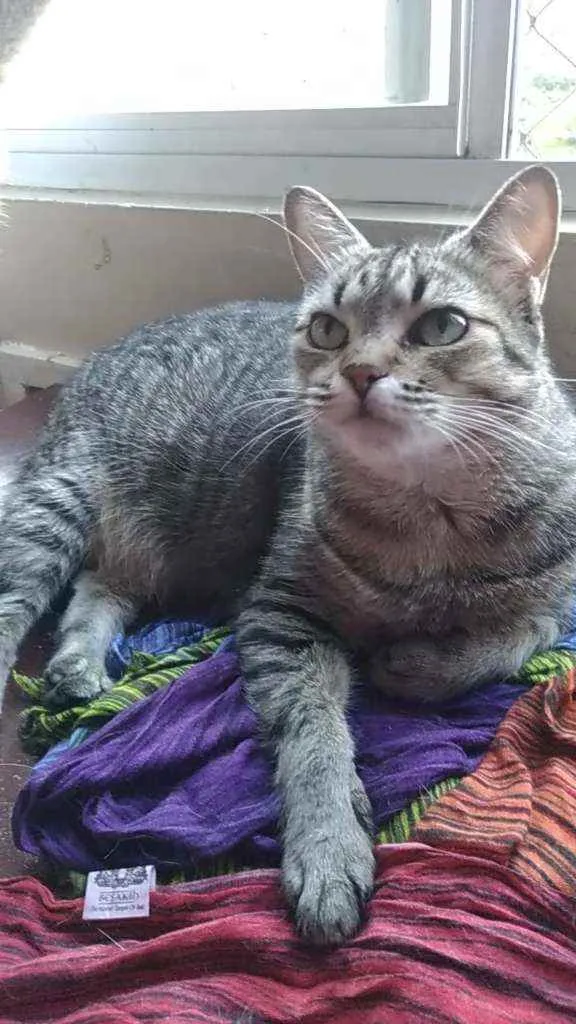 Gato ra a Srd idade 2 anos nome LULY
