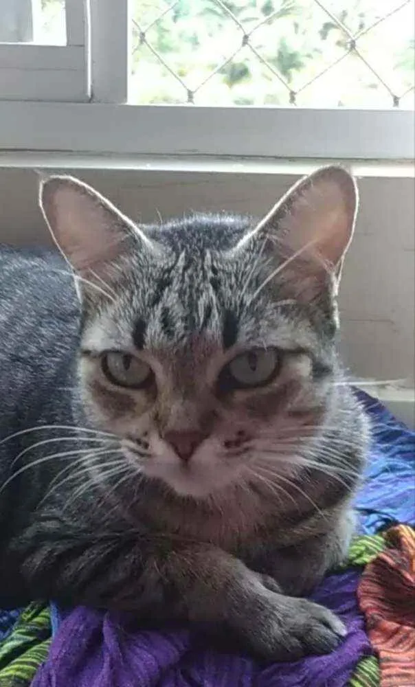 Gato ra a Srd idade 2 anos nome LULY