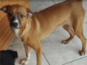 Cachorro raça Mestiço  idade 7 a 11 meses nome Pingo 