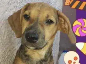 Cachorro raça Mestiço  idade 2 a 6 meses nome Mike 