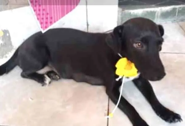 Cachorro ra a SRD idade 2 a 6 meses nome Pietra 