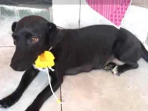 Cachorro raça SRD idade 2 a 6 meses nome Pietra 