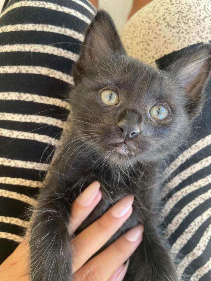 Gato raça Srd idade 2 a 6 meses nome Jade