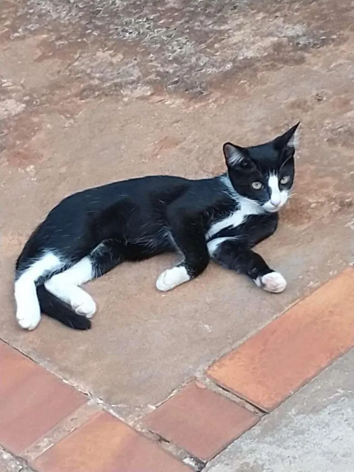 Gato ra a SRD-ViraLata idade Abaixo de 2 meses nome Mansinhos