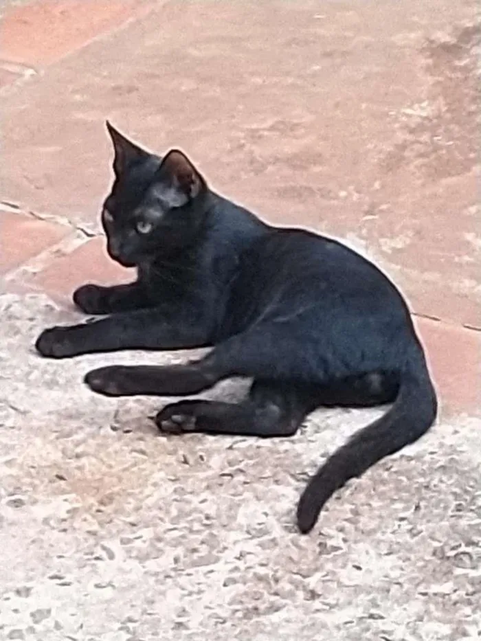 Gato ra a SRD-ViraLata idade Abaixo de 2 meses nome Mansinhos