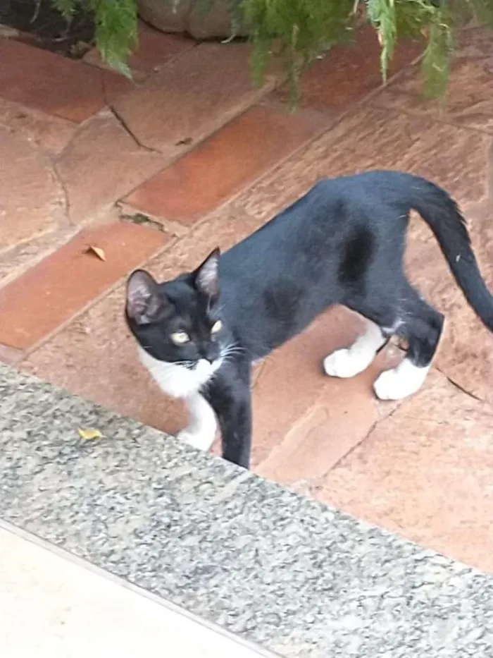 Gato ra a SRD-ViraLata idade Abaixo de 2 meses nome Mansinhos