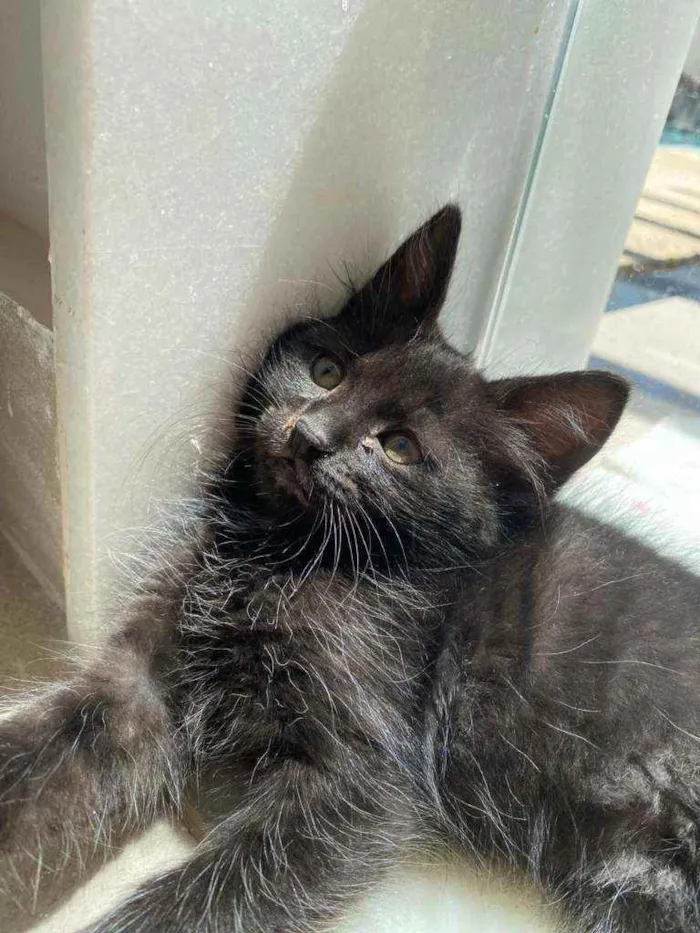 Gato raça Srd idade 2 a 6 meses nome Jade