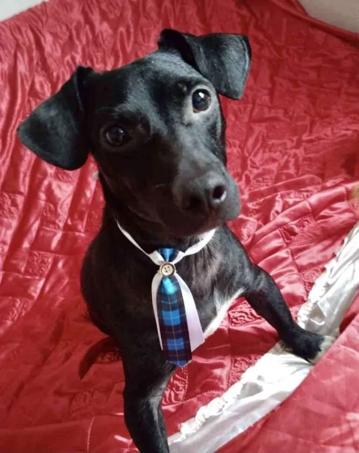 Cachorro ra a Mestiço  idade 2 anos nome Oreo 