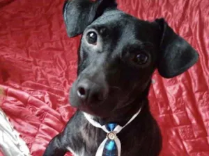 Cachorro raça Mestiço  idade 2 anos nome Oreo 