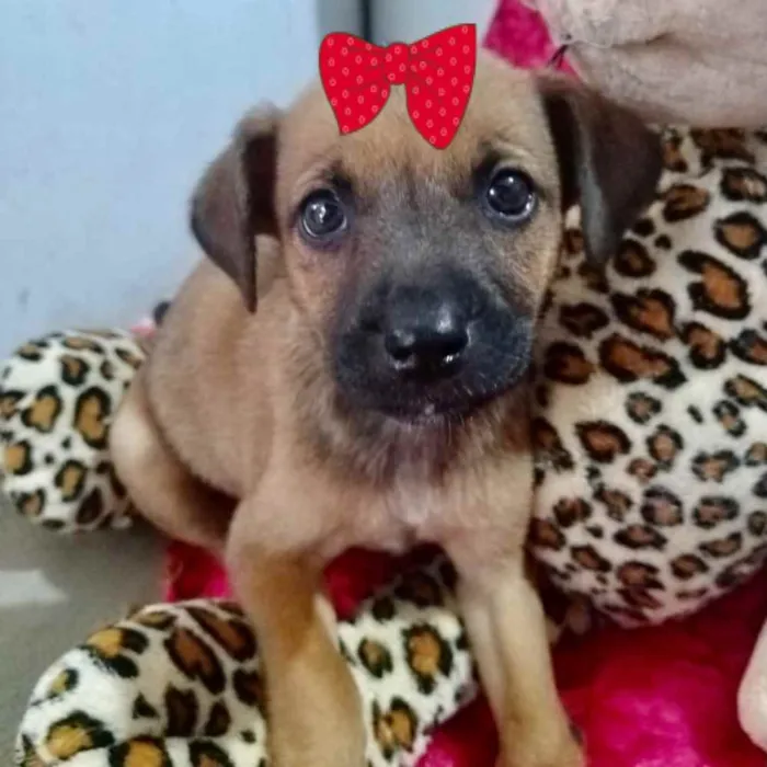 Cachorro ra a SRD idade 2 a 6 meses nome Samanta 