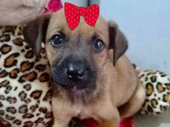 Cachorro ra a SRD idade 2 a 6 meses nome Samanta 