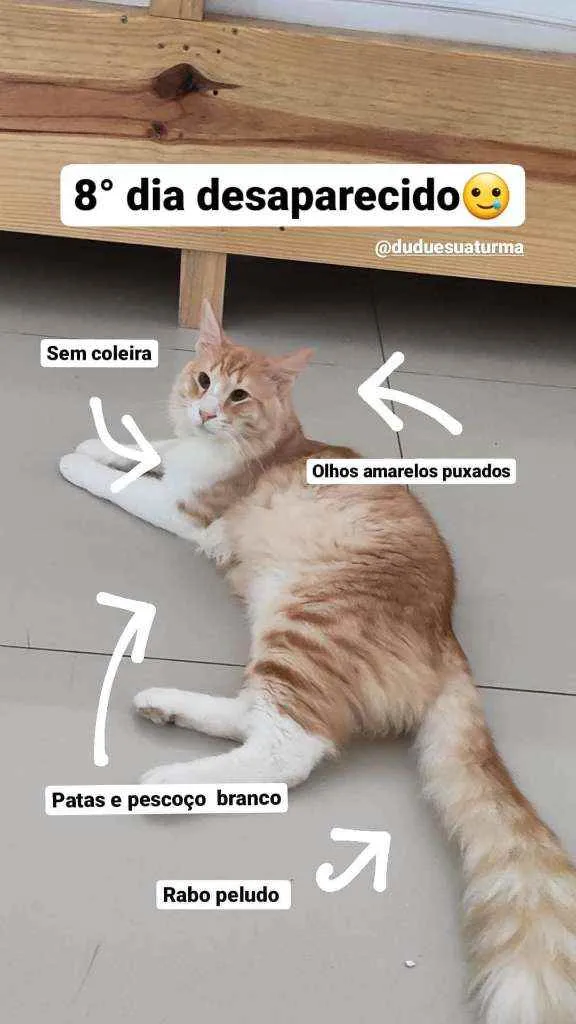 Gato ra a Sem Raça idade 2 anos nome Simba