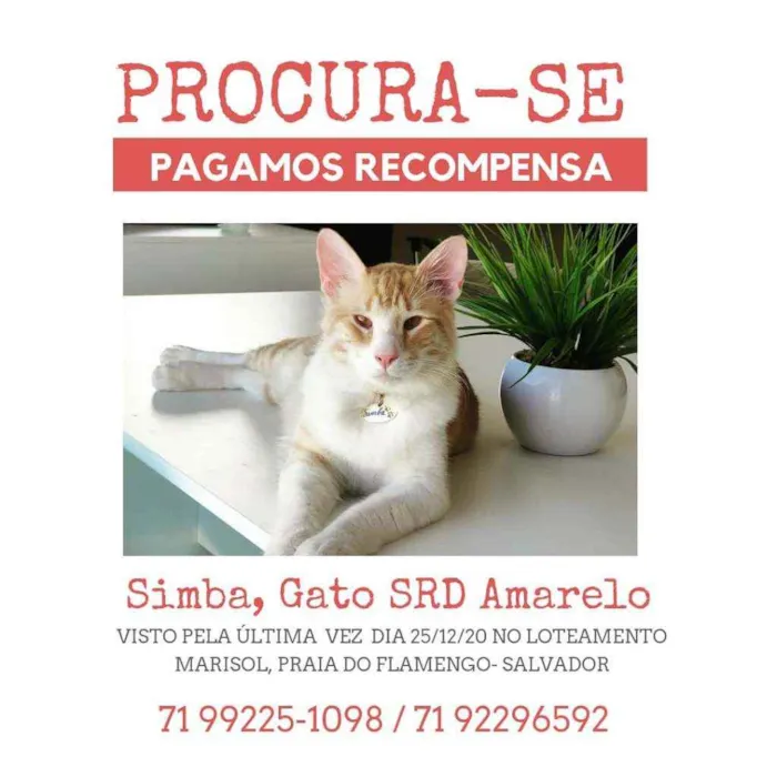 Gato ra a Sem Raça idade 2 anos nome Simba