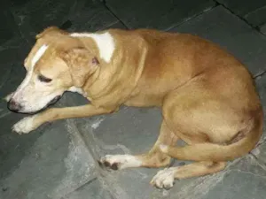 Cachorro raça Srd idade  nome Perdido