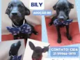 Bily