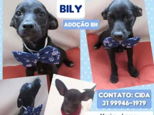 Cachorro raça Srd idade 2 a 6 meses nome Bily