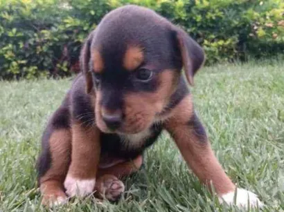 Cachorro raça Sem raça definida idade Abaixo de 2 meses nome Sem nome