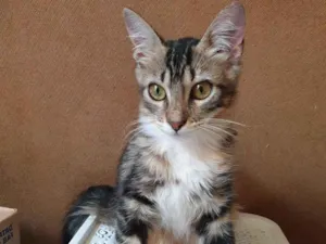 Gato raça Mistura Bengal idade 2 a 6 meses nome Sem Nome
