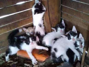 Gato raça  idade 2 a 6 meses nome sem nomes