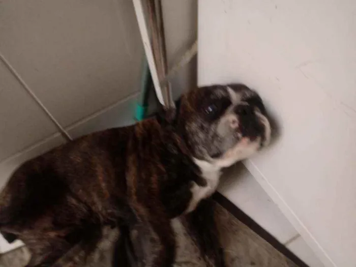 Cachorro raça Buldogue francês idade 6 ou mais anos nome Nina