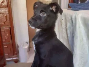 Cachorro raça Srd idade 2 a 6 meses nome Granola