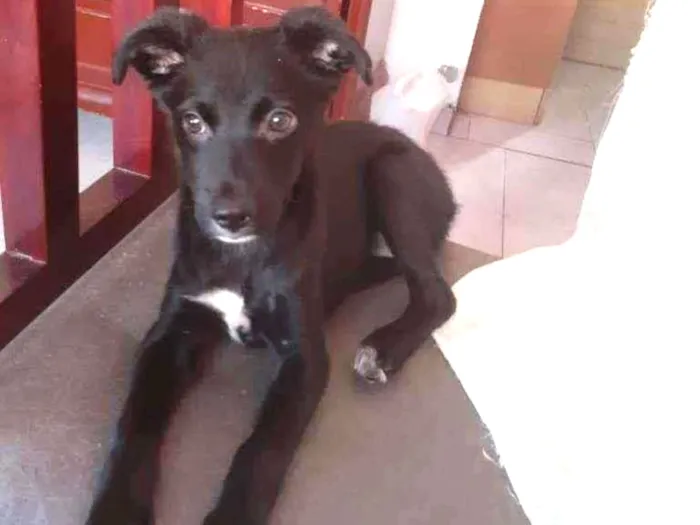 Cachorro ra a Srd idade 2 a 6 meses nome Granola