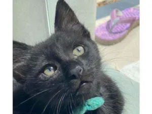 Gato raça Srd idade 2 a 6 meses nome Ônix