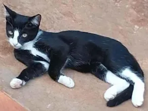 Gato raça SRD-ViraLata idade Abaixo de 2 meses nome Mansinhos