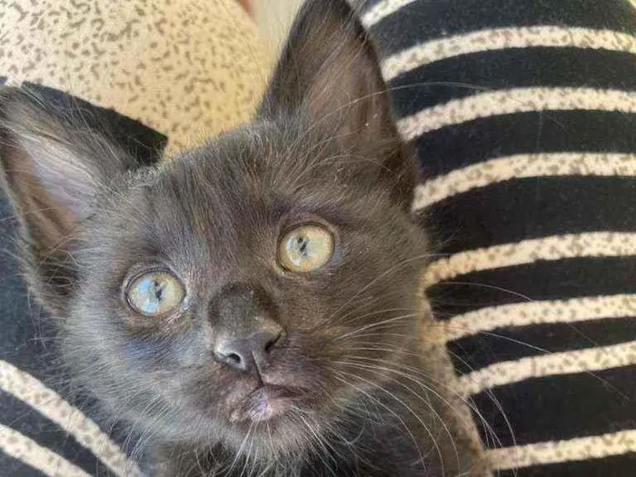 Gato raça Srd idade 2 a 6 meses nome Jade