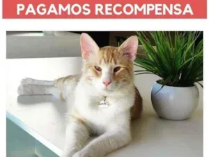 Gato raça Sem Raça idade 2 anos nome Simba