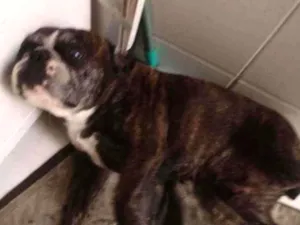 Cachorro raça Buldogue francês idade 6 ou mais anos nome Nina