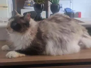 Gato raça Angorá idade 1 ano nome Luna