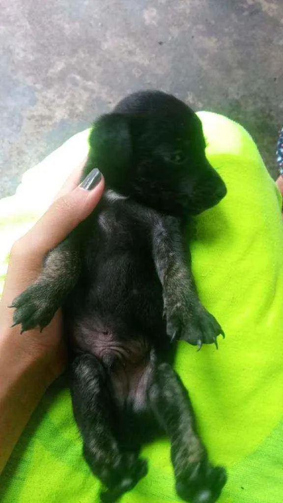Cachorro ra a Indefinida idade Abaixo de 2 meses nome Pretinhos