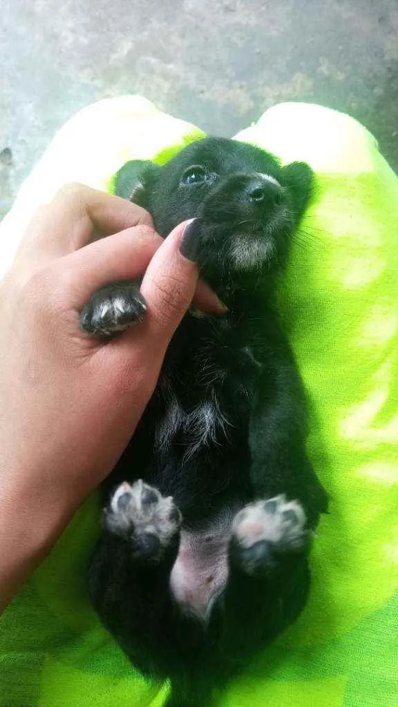 Cachorro ra a Indefinida idade Abaixo de 2 meses nome Pretinhos