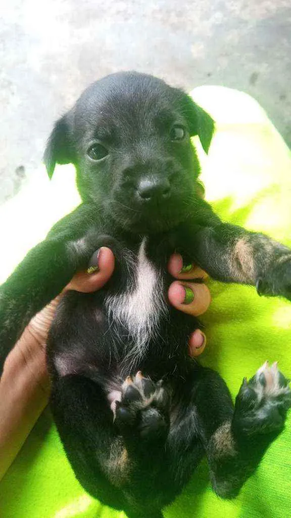 Cachorro ra a Indefinida idade Abaixo de 2 meses nome Pretinhos