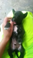 Pretinhos