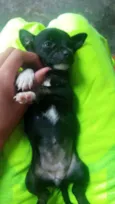Pretinhos
