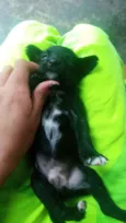 Pretinhos