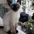 Rubi 