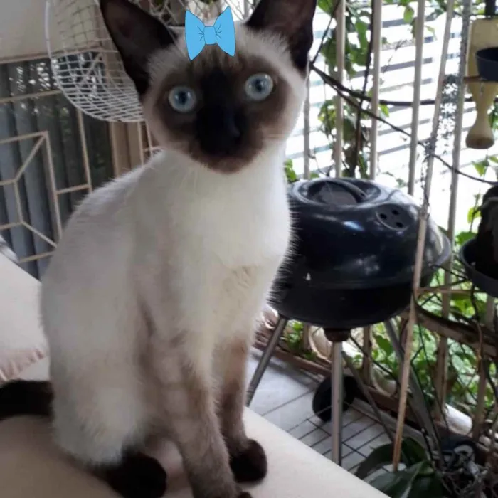 Gato ra a Siamesa  idade 2 a 6 meses nome Rubi 