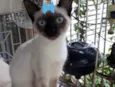 Rubi 