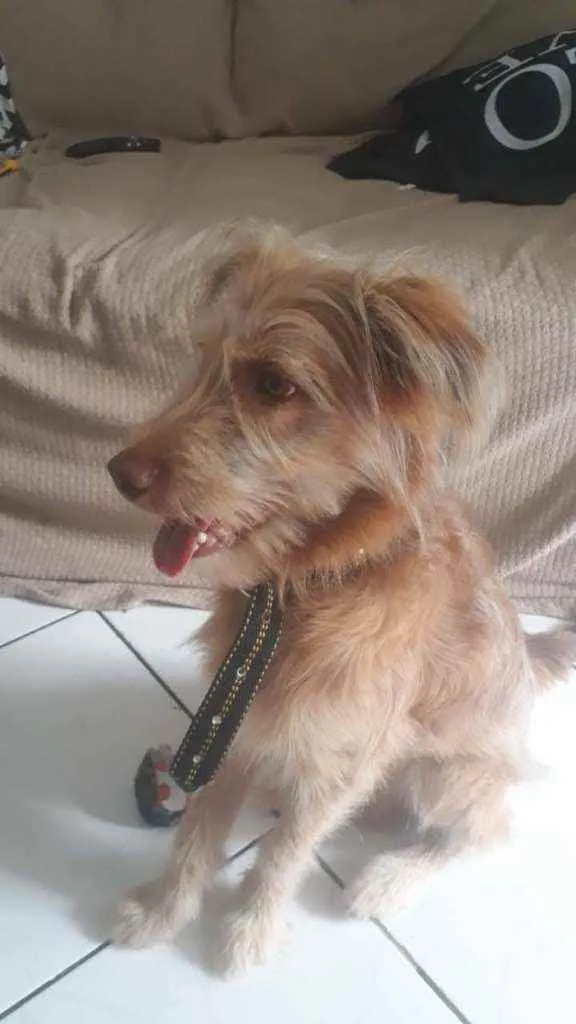 Cachorro ra a srd idade 2 a 6 meses nome Sem nome