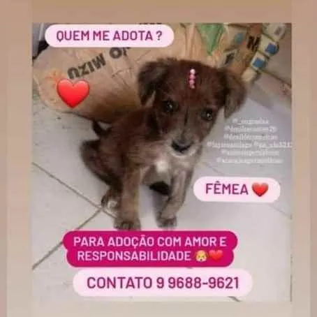 Cachorro raça Srd idade 2 a 6 meses nome Chocolate