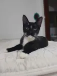 Kinzinho