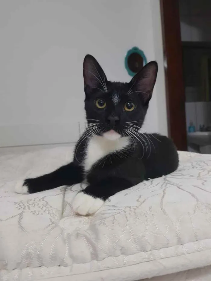 Gato ra a Srd idade 2 a 6 meses nome Kinzinho