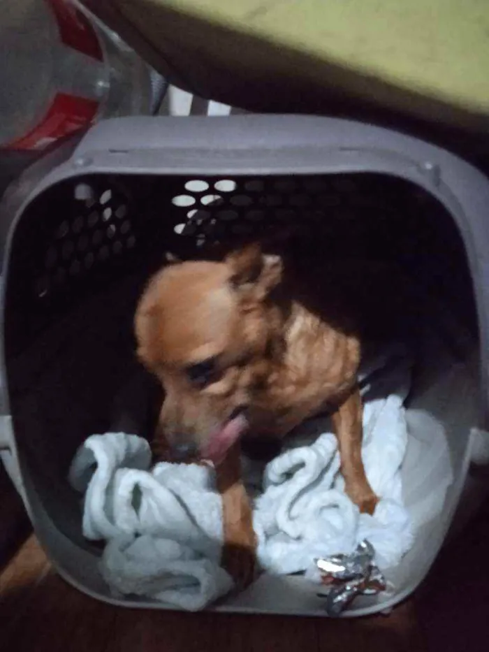 Cachorro raça Pincher idade 6 ou mais anos nome Mindie